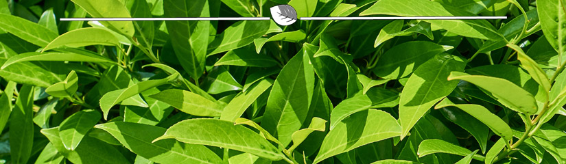 Prunus laurocerasus Caucasica - Laurier Caucasica blad